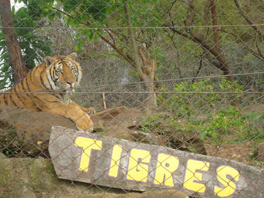 dimetodo's tweet photo. ANimales en los zoologicos del Uruguay https://t.co/toijceqqxU https://t.co/H9qIZm5Ygt
