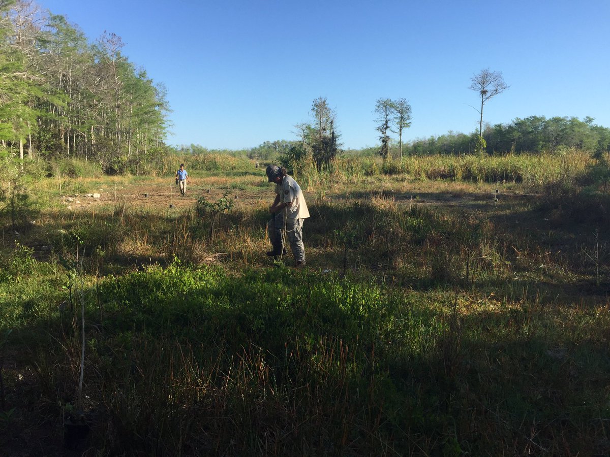 tpernas's tweet photo. Patton's Pit Restoration@Big Cypress NP, over 300 cypress trees planted by volunteers/Interns/NPS Staff https://t.co/V9prhzbaA0
