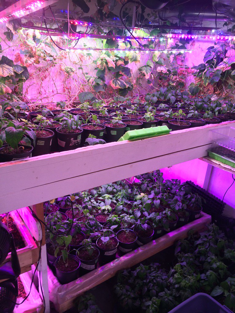 APS_pepperseeds's tweet photo. #pepperstarts #Peppers #capsicum #hundredsofpeppers up 475 out of 700+ need seeds Atlantic https://t.co/QJB98P0BlX https://t.co/MIsoD2nFkF