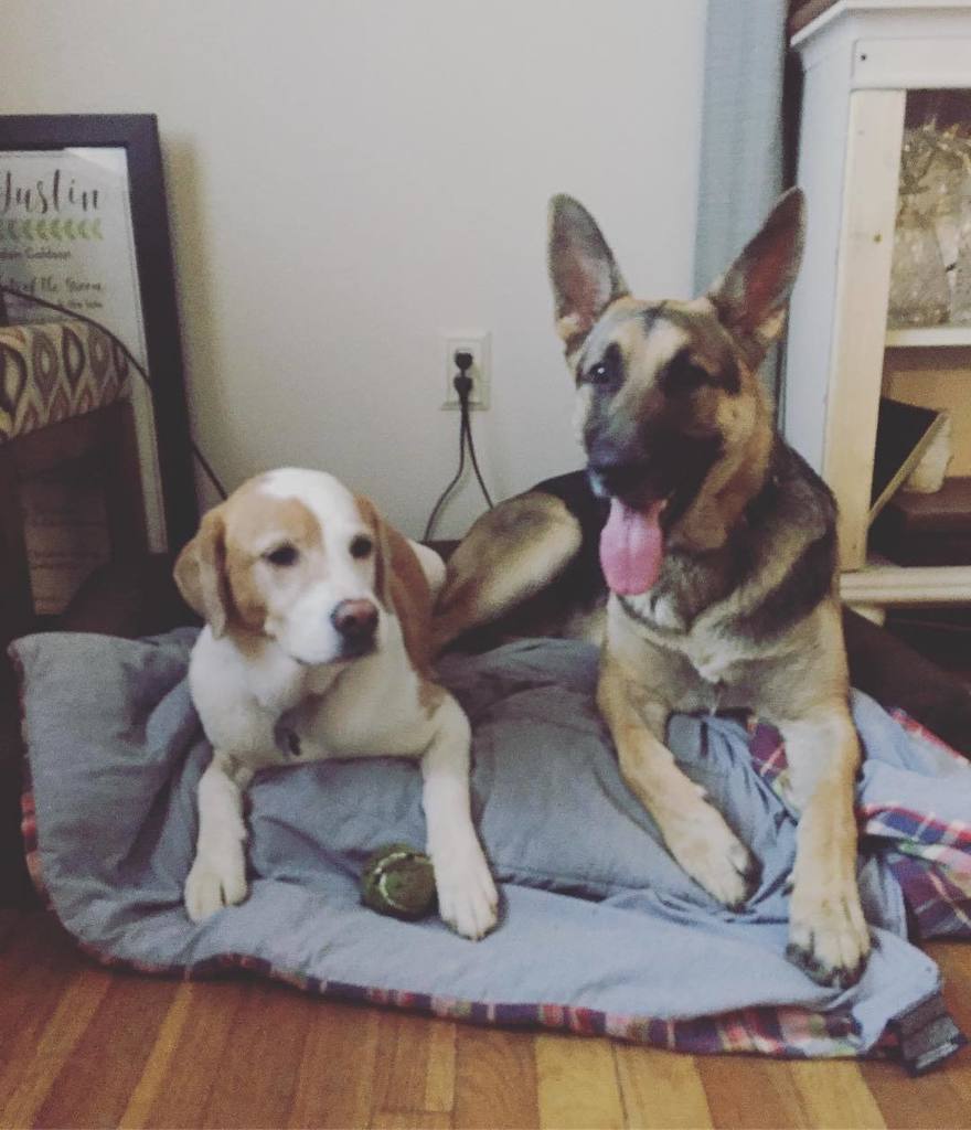 ShaiGermanShep's tweet photo. When your girlfriend is over and you can share a bed. #thesearewhatdreamsaremadeof #gsd #gsdofinstagram #gsdlove #r… https://t.co/BOGwLDBGtq