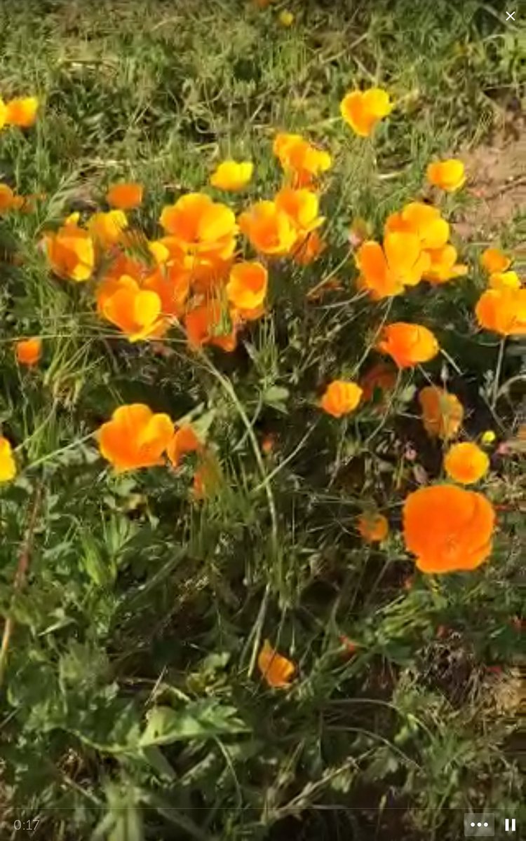 PesicBrana's tweet photo. Watch on #Periscope: California Poppy #CaliforniaStateFlower https://t.co/n4J6iVyWig https://t.co/ZpGqfCRH6R