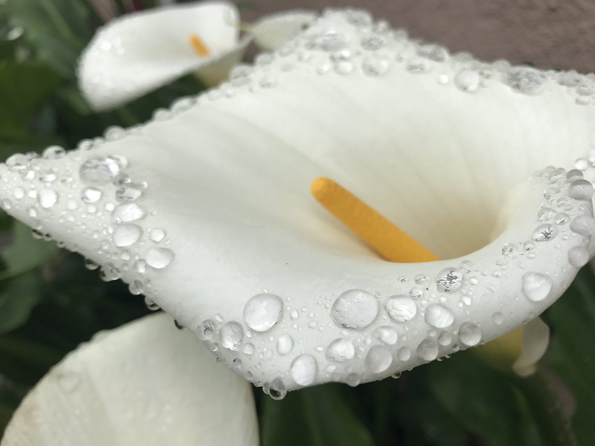 Spring! a riot of vibrant color &amp; scent in San Luis Obispo... 
Visit theslolane.com
#theslolane #springishere