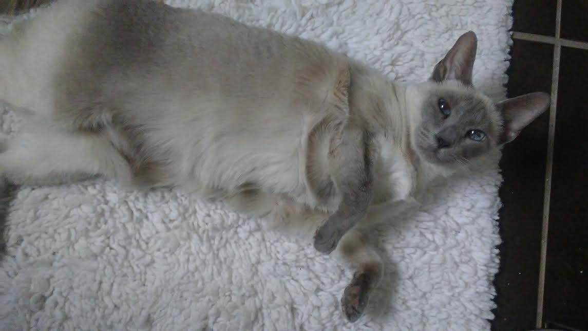 MinneapolisHapp's tweet photo. Sneak a peek at Bella. She’s quite a cuddler and wants to find a new forever home. Help? https://t.co/3SEbfl76oq https://t.co/9dBZQ6kqOn