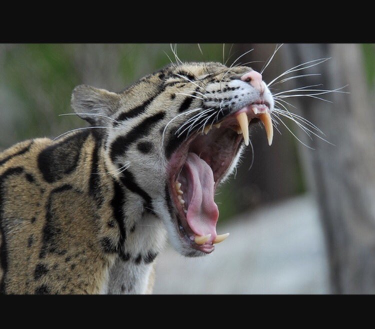 burgera_bio's tweet photo. Clouded Leopards are the wild cats with the largest canine teeth to body size ratio #2017MMM @Mammals_Suck https://t.co/3zE4zau1ht