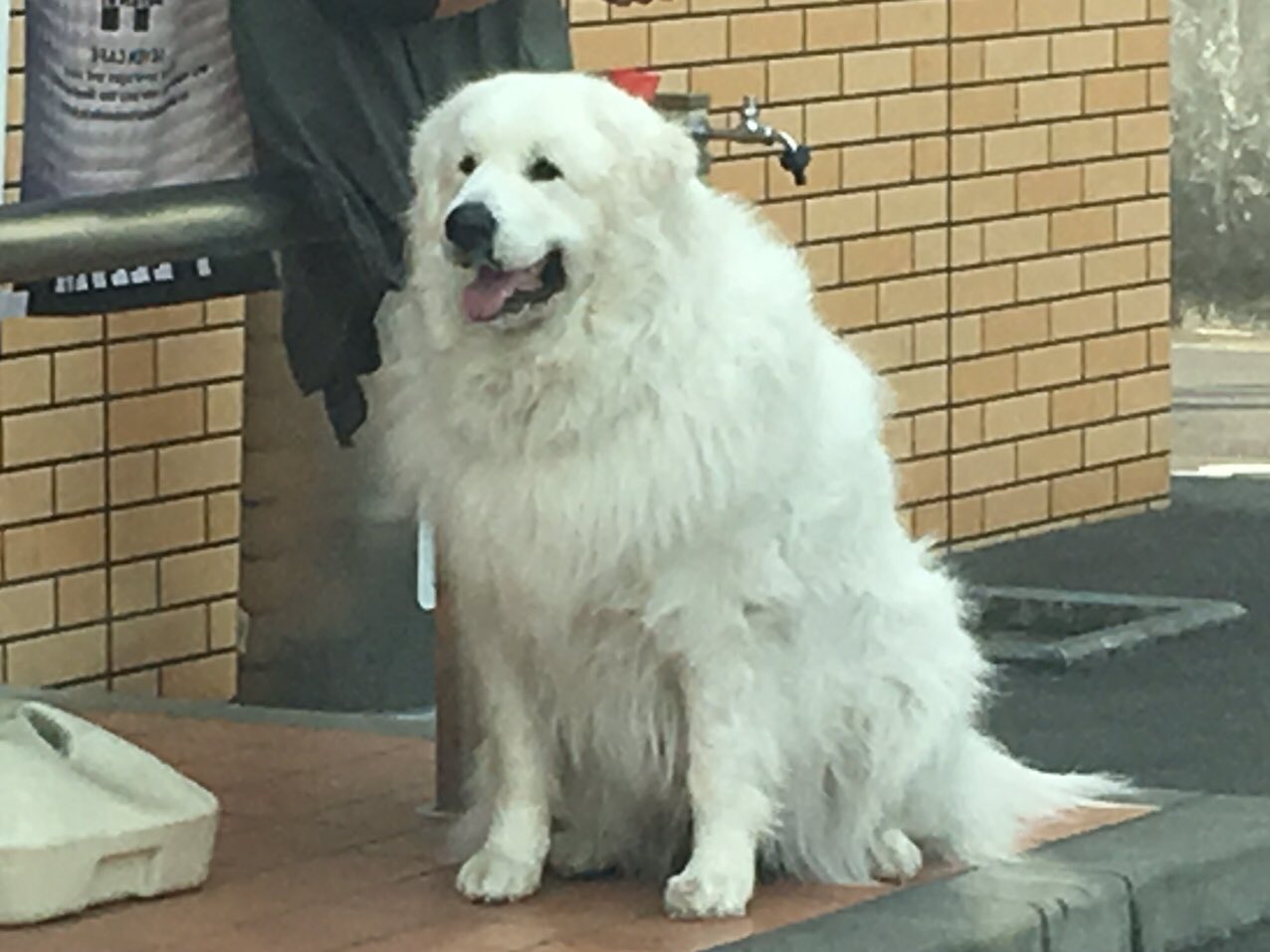 にゃんちゅう ジョリー 名犬ジョリー T Co 510r03iuum Twitter
