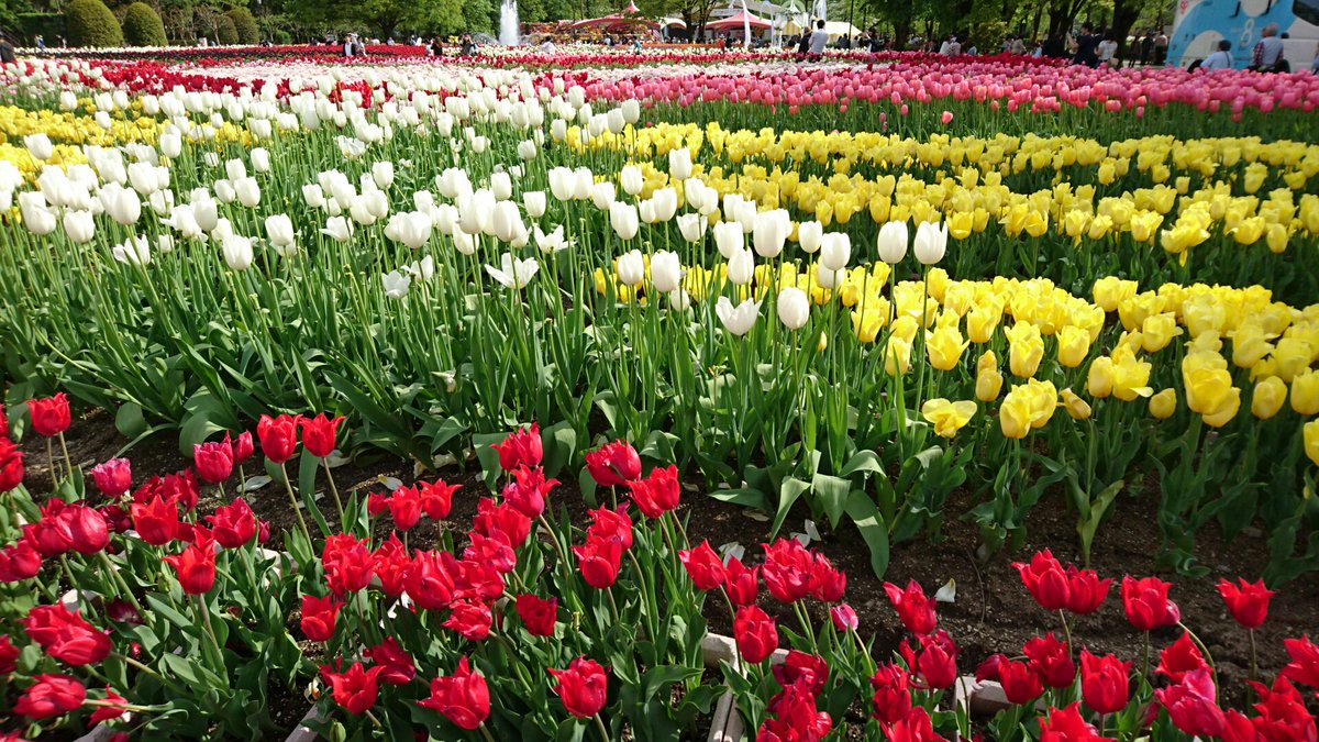 黒部ちゃん えだせんがぁるず公式っ 砺波ちゃん となみチューリップフェアまで1ヶ月だよみんな よくイメージされる チューリップだけじゃなくて 八重咲きっていう薔薇みたいな咲き方のもあってね さらに花びらの先にフリルがついたみたいな