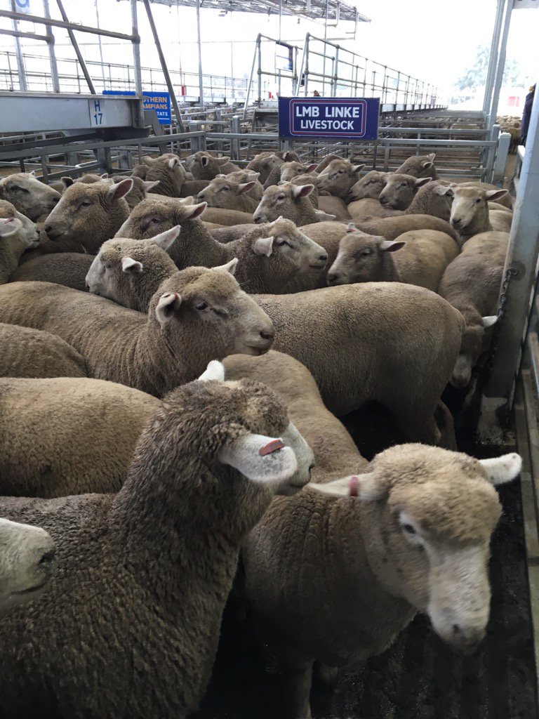 #Southdown cross lambs made to $236 today @ #Hamilton Livestock Exchange