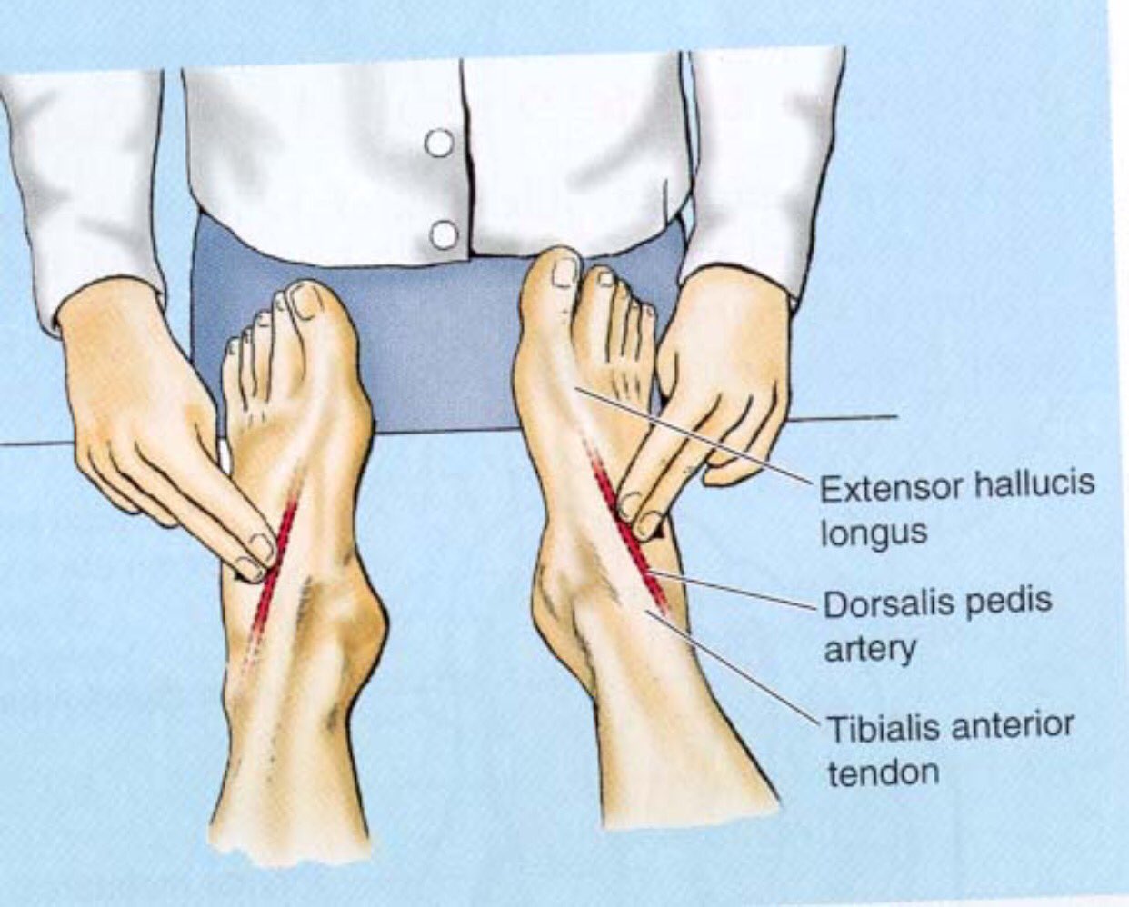Brady mann on twitter i learned that you can take your pulse on the