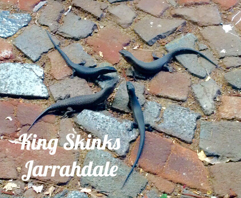 jarrahdale1's tweet photo. #takeyourpartners #awesomefoursome #kingskinks #wildlife #jarrahdale #westernaustralia #wa #lizards #formationdancing https://t.co/VPmhD1PSs8
