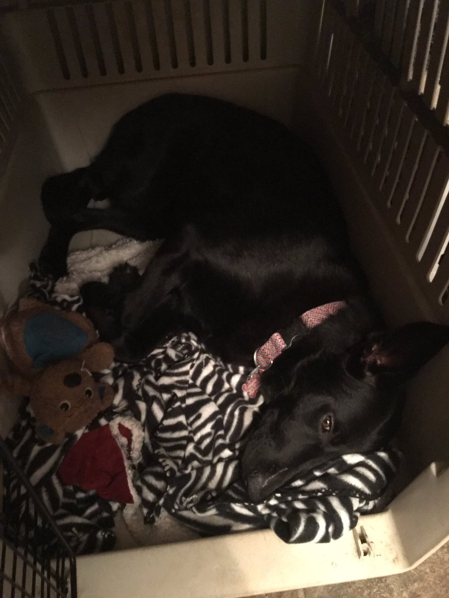 Ambular73's tweet image. Sweet Molly got spayed today &amp;amp; she's feeling rough 😕