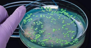 _alexusliann's tweet photo. The sugar arbinose allows GFP to glow by activating it. #rhsbms https://t.co/OV3M91KAS7
