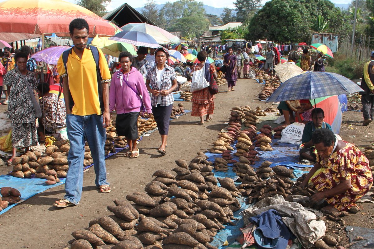 Kallee's tweet photo. Going from feeding a family, to feeding a nation in #PNG, all through the humble sweet potato https://t.co/X6H2lPmddf https://t.co/9Ncw7tcvGn