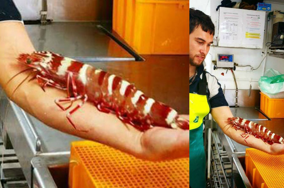 EricBarker92's tweet photo. Big prawn or small crocodile? https://t.co/VhBiyCtPF6 https://t.co/ZBZUZspCF1