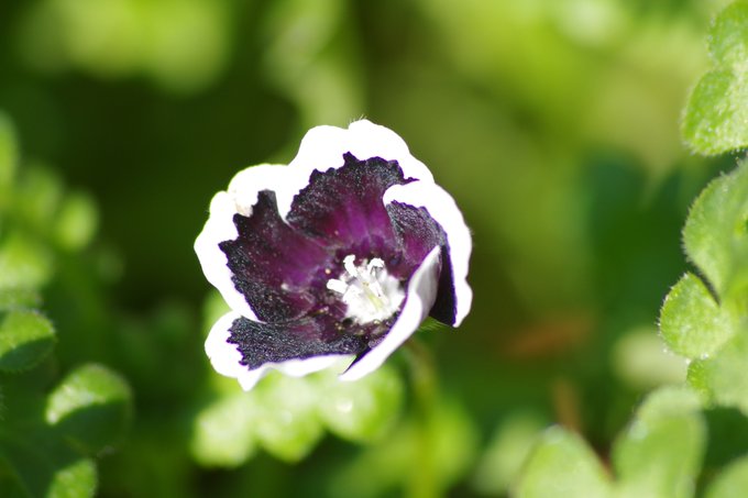 ネモフィラの花言葉を色別に紹介 成功や可憐などプレゼントにぴったりな意味が満載 暮らし の