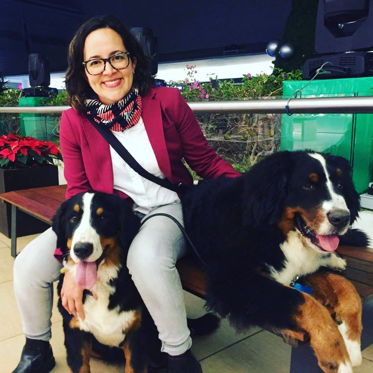 BernesEthel's tweet photo. Sociabilizando en un centro comercial #bernesemountaindog #puppies #cachorro #perros #dogoftwitter #mall #bernes #tenenciaresponsable #dogs https://t.co/ZAU2uYEYmr