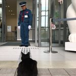 警備員と猫の戦いw警備員の勝利みたいです!