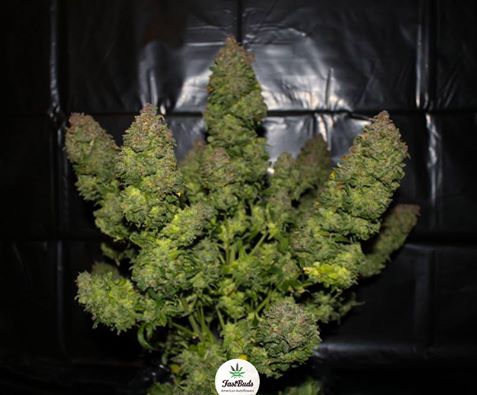 rebecaoghydro's tweet photo. https://t.co/RG90o3ZhyO #variedades #qrhms #fastbuds #cannabis #weed #marijuana #weedplant #weedporn #autocultivo #spain 😍😍😍😍😍😍😍😍😍 https://t.co/Uvq9Csgl3u