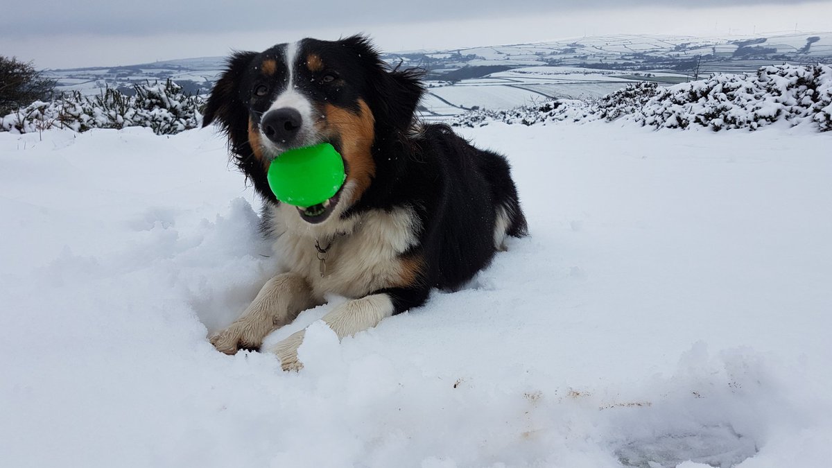Happy pups this morning 😊 <a href="/PictureCumbria/">Picture Cumbria</a> <a href="/CumbriaWeather/">ᴄᴜᴍʙʀɪᴀ ᴡᴇᴀᴛʜᴇʀ</a> <a href="/BBC_Cumbria/">BBC Cumbria</a> <a href="/nationaltrust/">National Trust</a> <a href="/yourdog/">Your Dog Magazine</a> #birkrigg