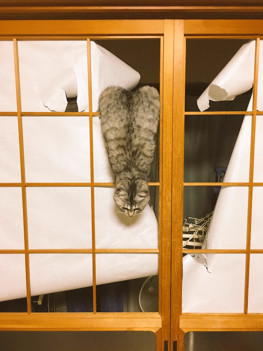 まるでつちのこ！？それともアジフライ？！ 世にも珍しいネコの障子干しw