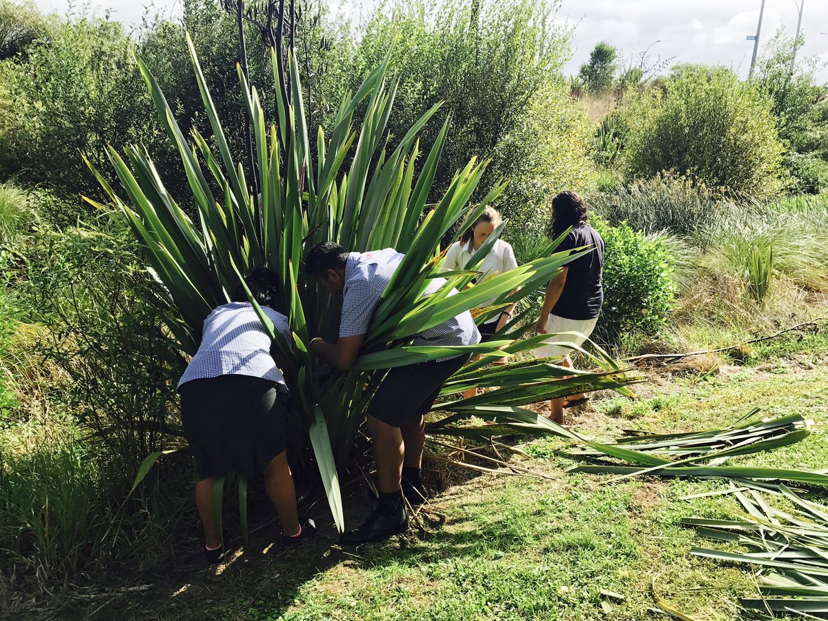 Great day collecting harakeke and learning how to prepare it to make Maro for kapahaka❤ #wairereworryproject @RJHSHamilton <a href="/nhemara/">Natasha Hemara</a>