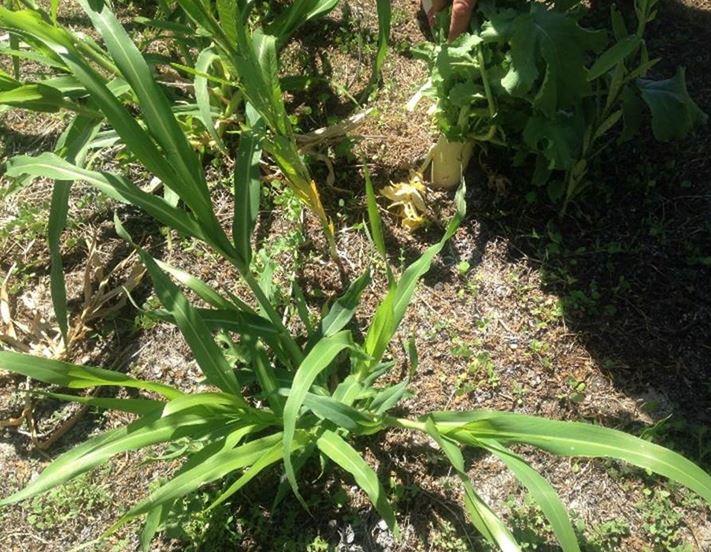 ag_southwestnrm's tweet photo. Katanning farmers Geoff and Bev Kowald are loving their summer cover crop @landcarekat https://t.co/8dsnHxjacw #Millet #SunHemp #PeopleofNRM https://t.co/duaSgeC9Nz