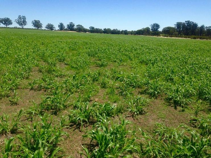 ag_southwestnrm's tweet photo. Katanning farmers Geoff and Bev Kowald are loving their summer cover crop @landcarekat https://t.co/8dsnHxjacw #Millet #SunHemp #PeopleofNRM https://t.co/duaSgeC9Nz