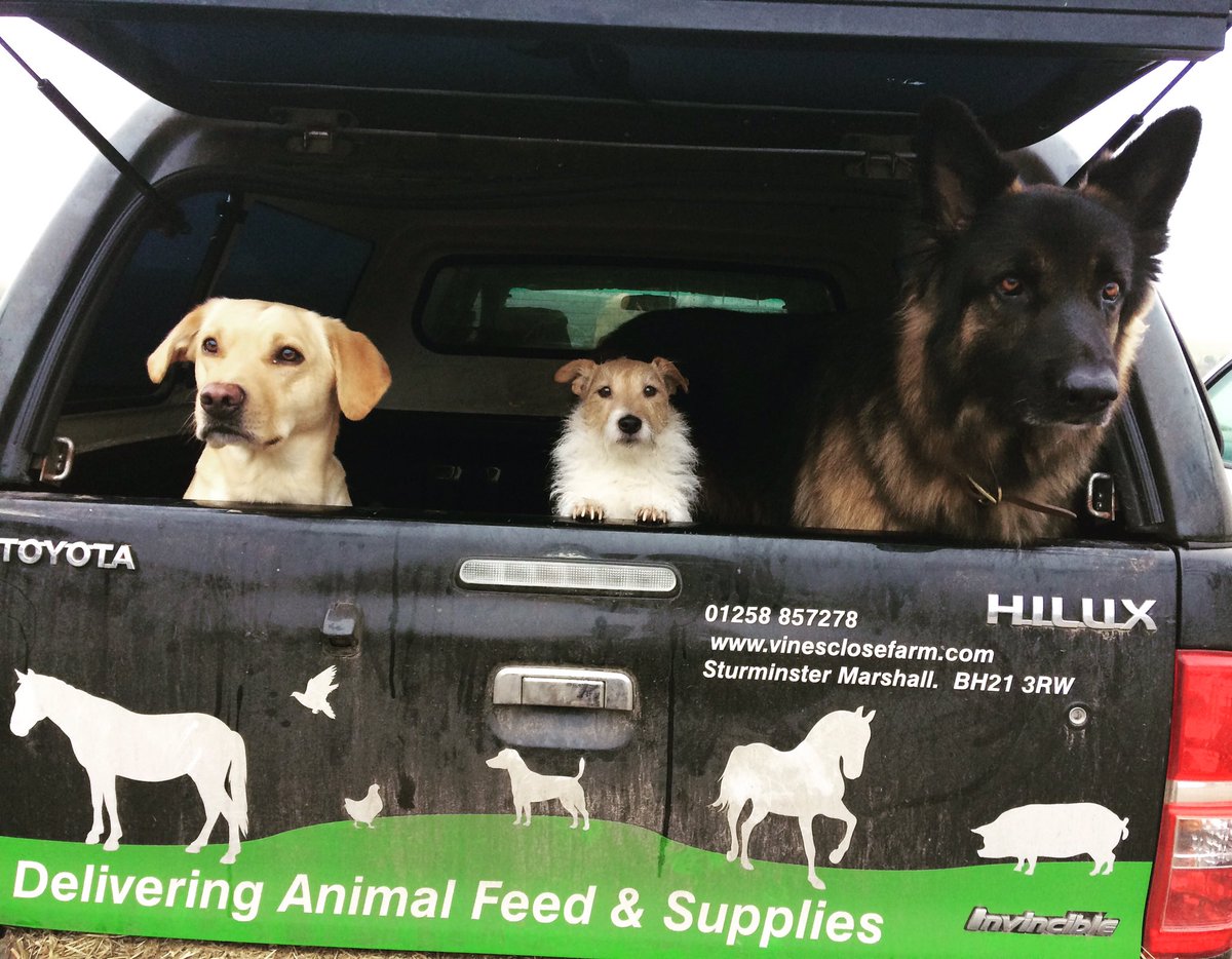 VinesFarmShop's tweet photo. The team is ready for work this morning! 💼🐶🐾 https://t.co/GWpe0XsNF1