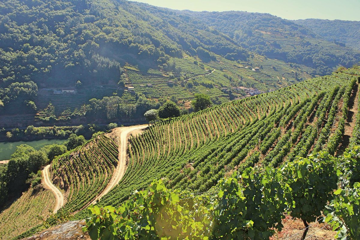 enociencia's tweet photo. "Si alguien cree que el #vino es caro, que me acompañe a cuidar las #viñas" https://t.co/KI42sCV8nj @diariomallorca https://t.co/c880zHf7Kj