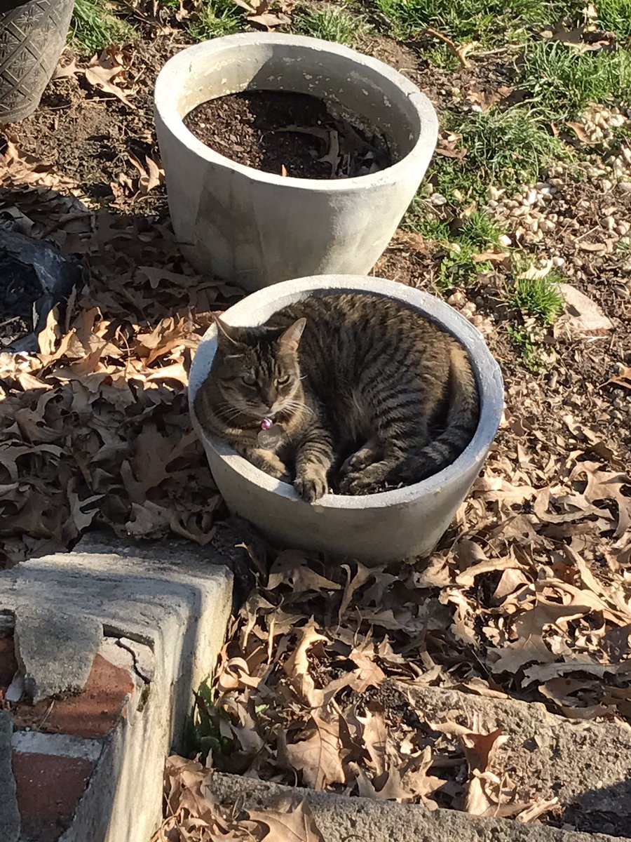 EWachacha's tweet photo. #Kitty #crazycatlady #CatsOfTwitter https://t.co/NsaX4nam09