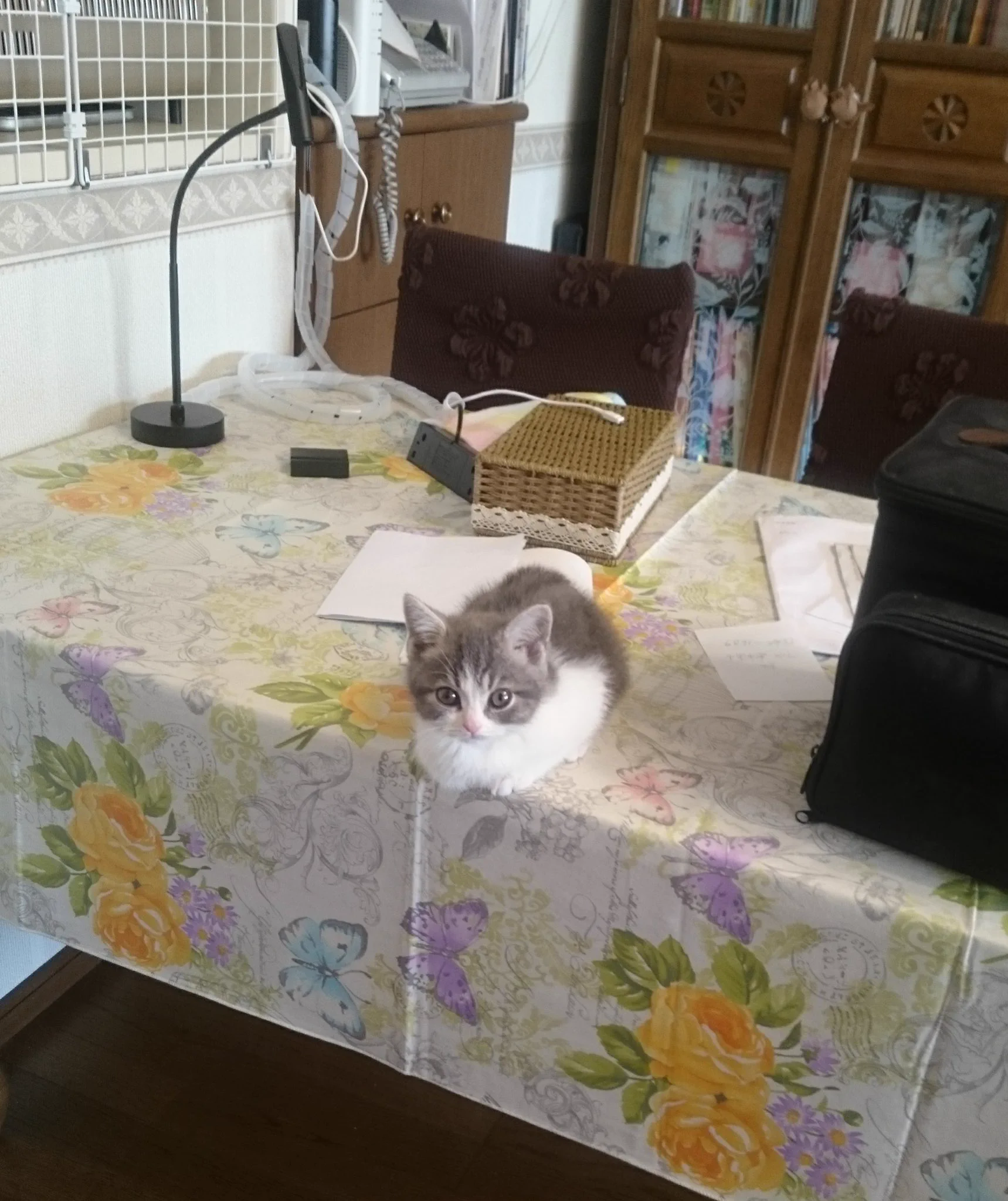 テーブルに上がった猫w降りられなくなったからってそこで寝るのは違うwww