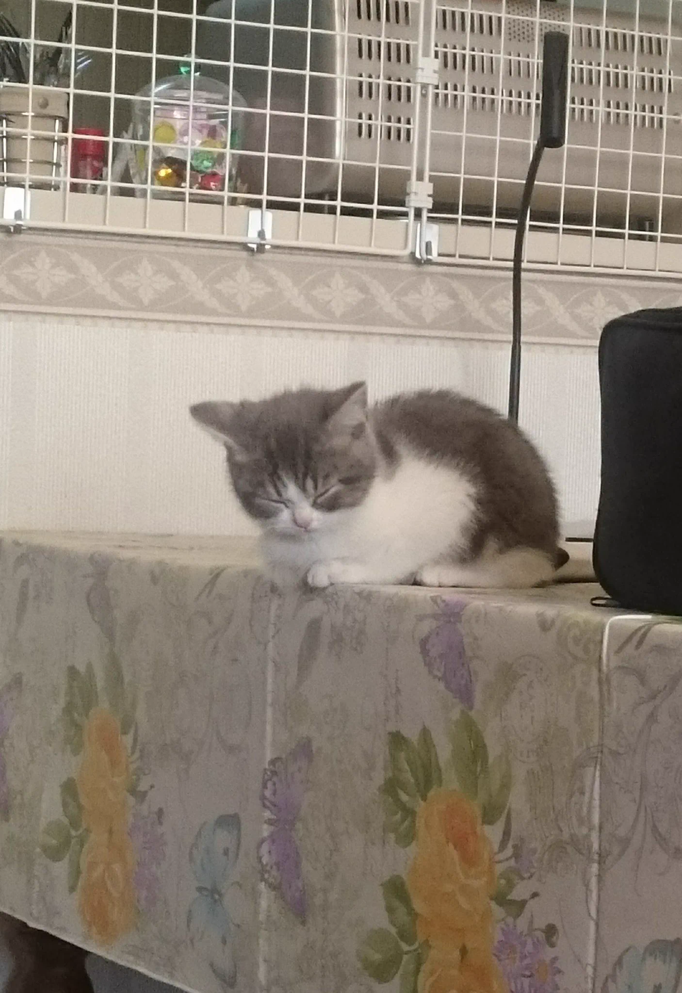 テーブルに上がった猫w降りられなくなったからってそこで寝るのは違うwww