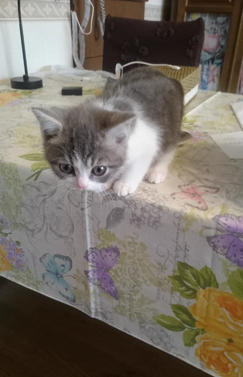 テーブルに上がった猫w降りられなくなったからってそこで寝るのは違うwww