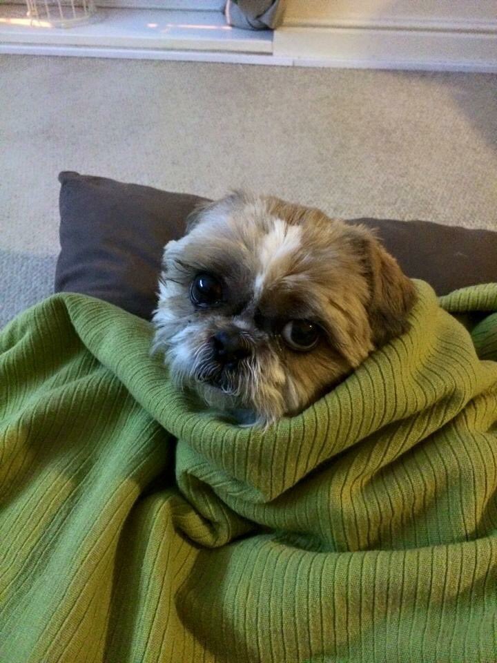 MikaPuddin's tweet image. All snuggled up! #dogtweets #dogsoftwitter #cutepetclub #shihtzu #cuteanimaltweetoff #loveofmylife #baby