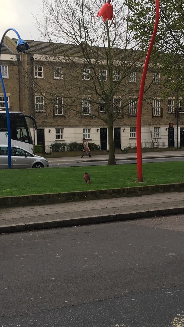 Madoutje's tweet photo. Has anyone in #peckham #lost a #pheasant? @peckhampeculiar #lostpheasant https://t.co/WA3UB4nyAT