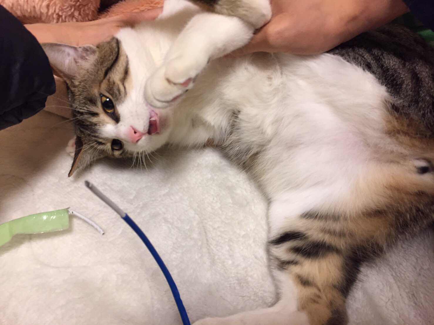 那須佐代子 我が家の猫の悪業を嘆かせていただきたい コードと見たら噛みちぎる噛みちぎる噛みちぎる 初めはイヤホン 携帯充電器コード ついにパソコンのコードまで 一本税抜き00円也 写真は悪業の跡 テープを巻いて防止対策していたコードを
