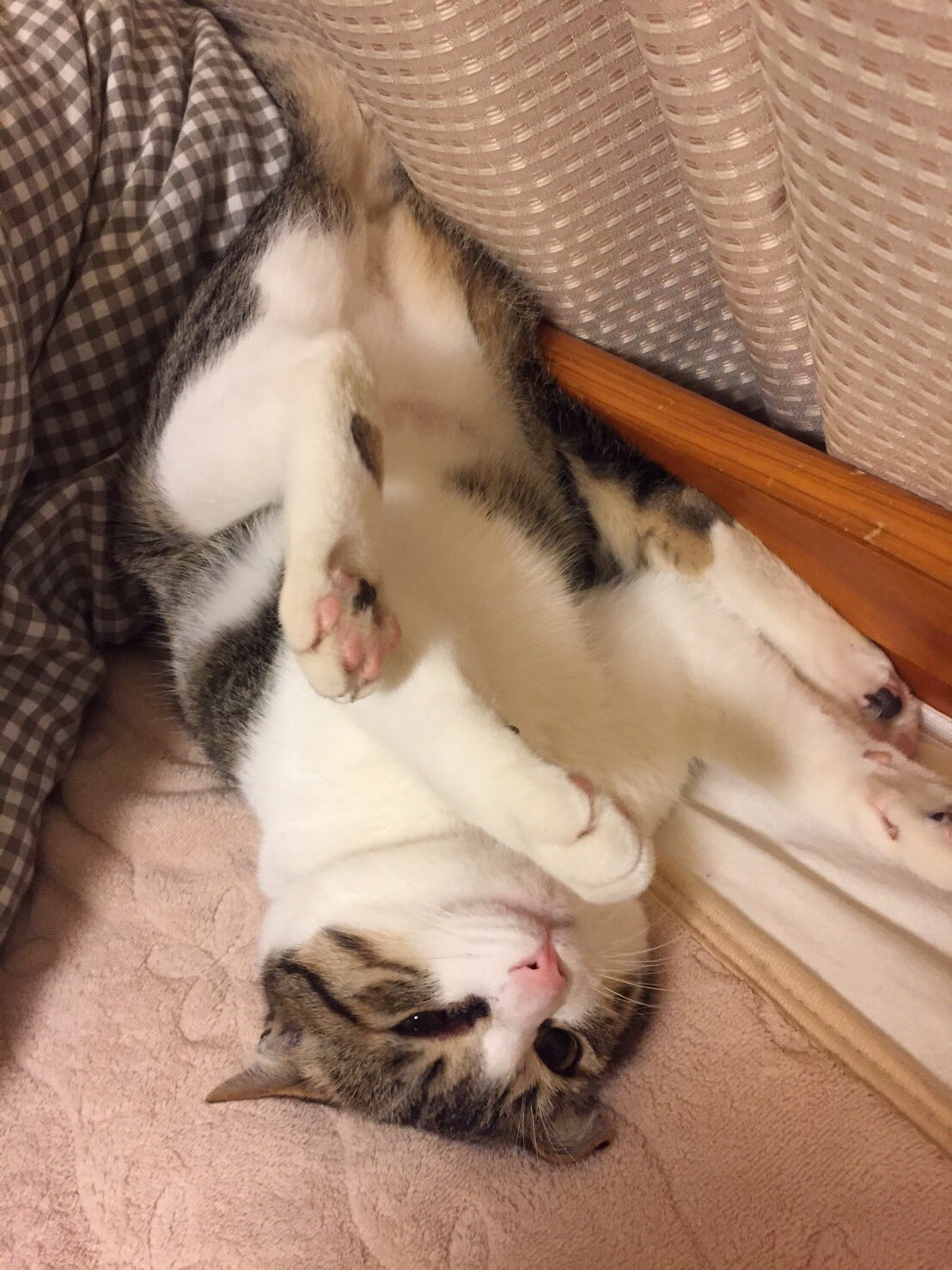 那須佐代子 Su Twitter 我が家の猫の悪業を嘆かせていただきたい コードと見たら噛みちぎる噛みちぎる噛みちぎる 初めはイヤホン 携帯充電器コード ついにパソコンのコードまで 一本税抜き00円也 写真は悪業の跡 テープを巻いて防止対策していたコードを