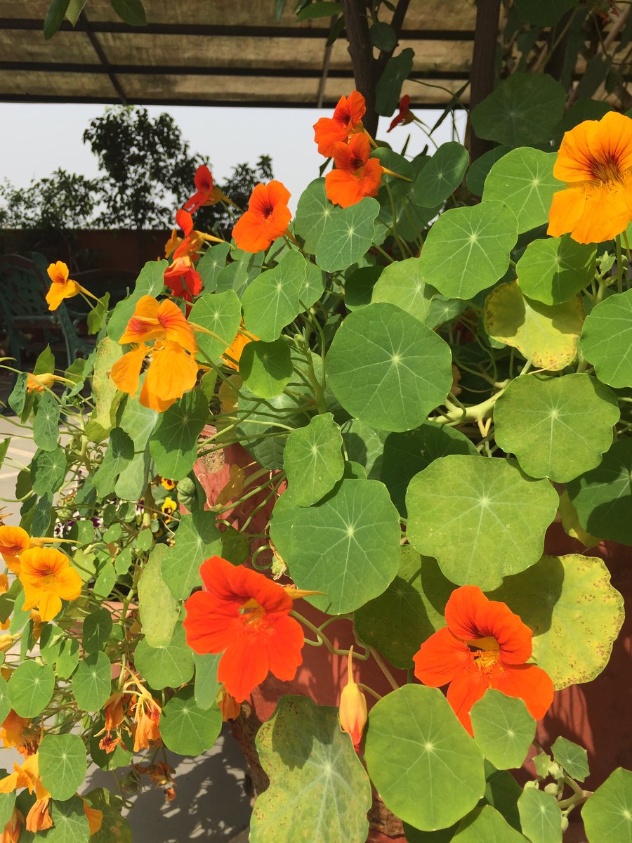 maya206's tweet image. The last splash. #springindelhi #flowers #sanity