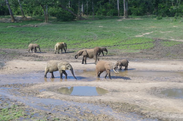 AfricaReveal's tweet photo. #Poaching Still a Risk to African #Elephants @CITES @ste_kenya @Occupy4Eles @ElephantLeague @IUCNRedList @RAPAC_Info https://t.co/pI6dqU8suk https://t.co/hPwfoPCAHz