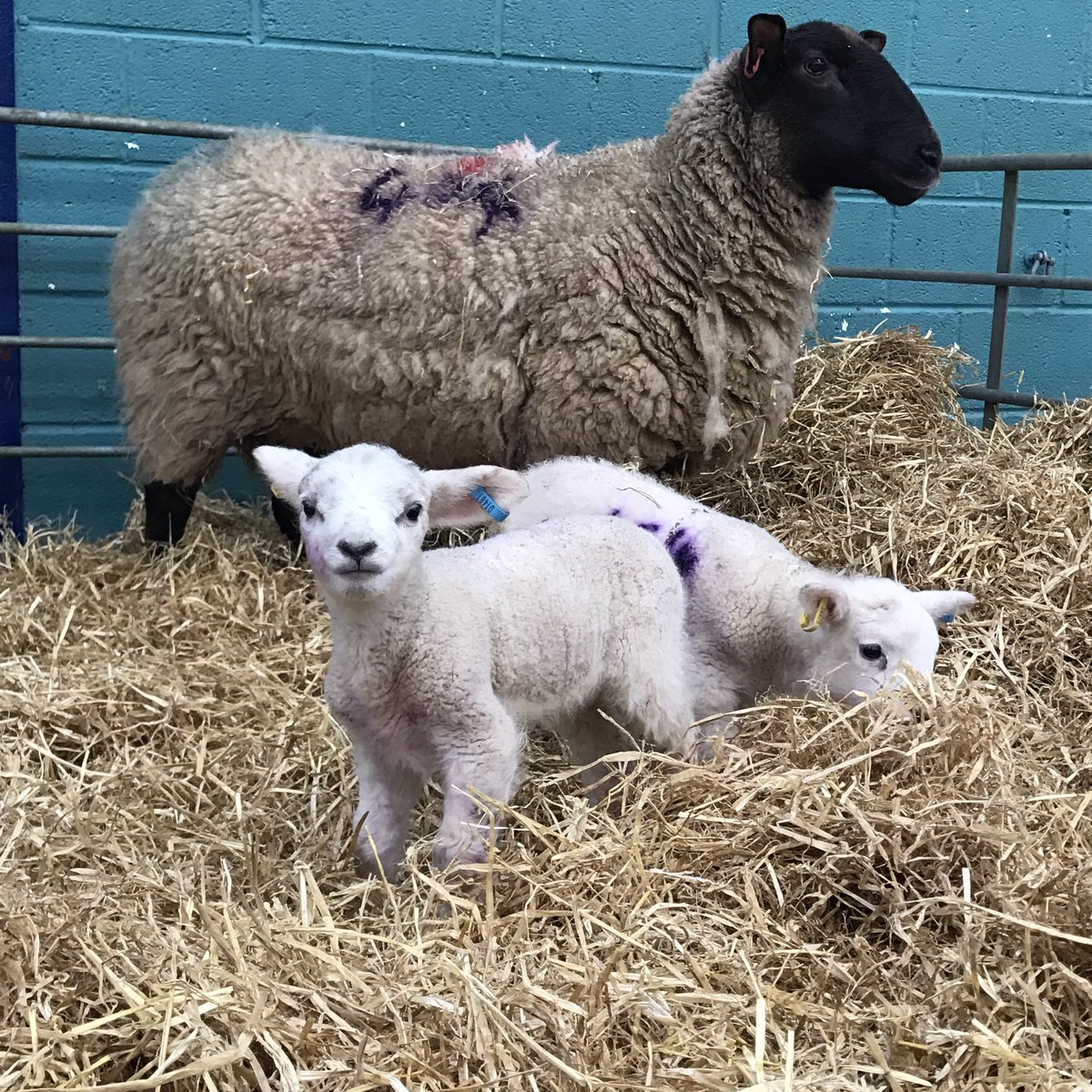 The lambs are ready to meet over 600 School Children.

FACT: lambs recognise his mother by her bleat 🐑
