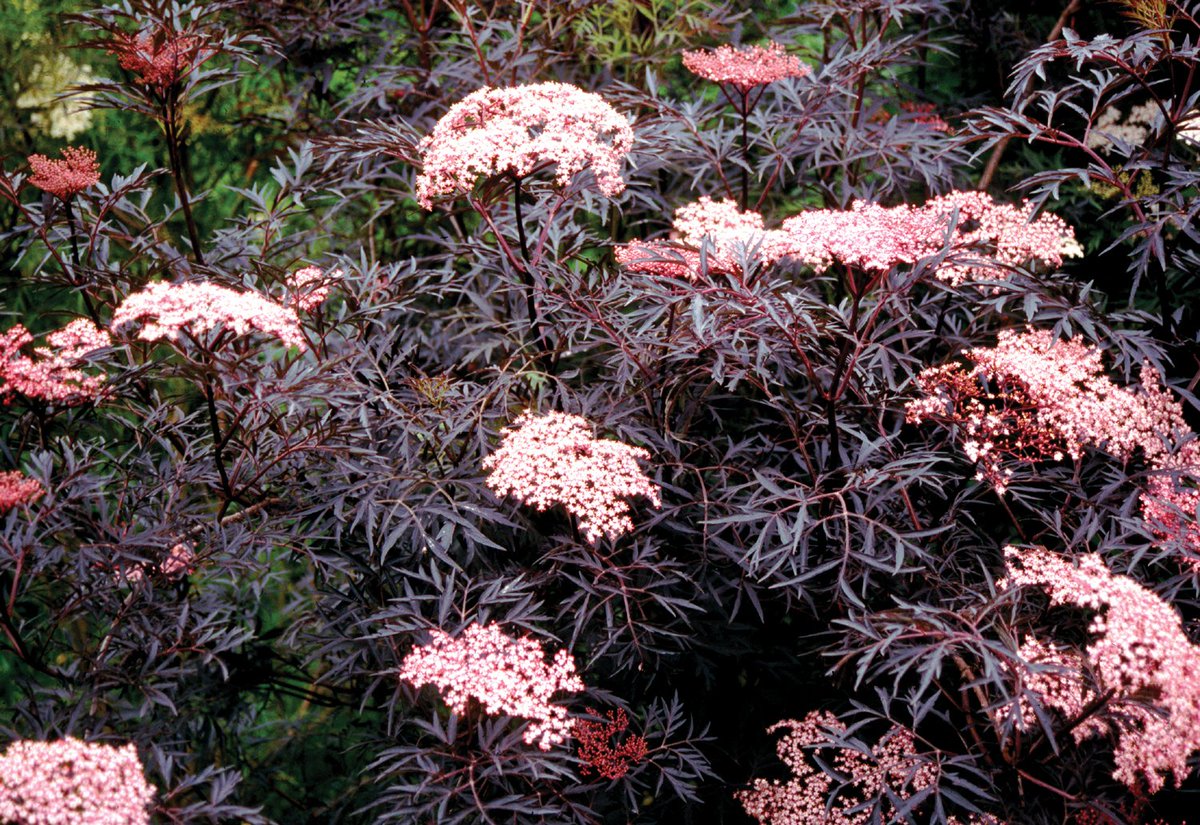 Black Lace™ Elderberry
Vividly colored, pink to red fern-like spring foliage
bit.ly/2n3OkQf #borderplant
