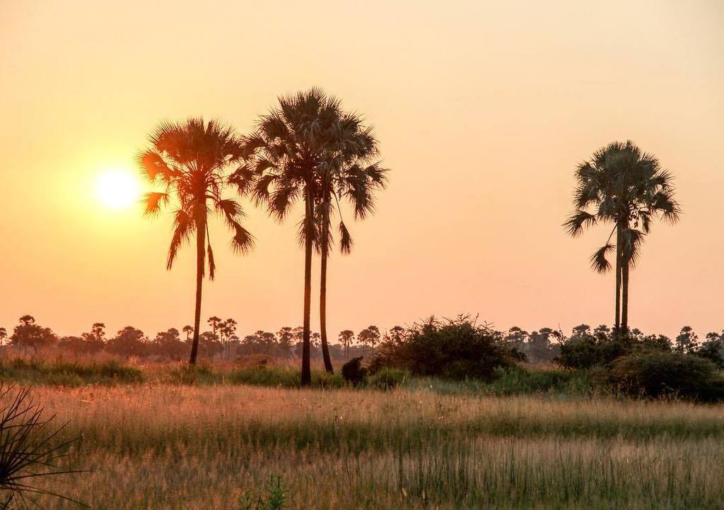 Botswanas take on 'Palm Springs', the indescribable magic of golden hour glow reflecting o… ift.tt/2n7gPtX