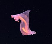 NC Aquarium at PKS tweet media