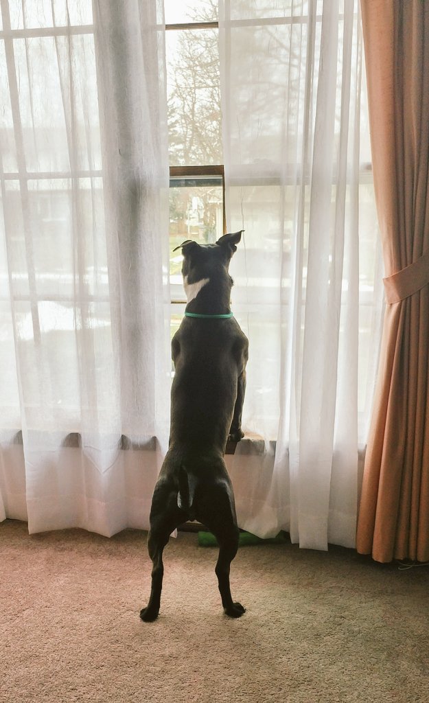mycrazyworld___'s tweet photo. She's always perched at the window watching everyone come and go. #rileypup #pittielove #pitbull https://t.co/zXEE4n3zKS