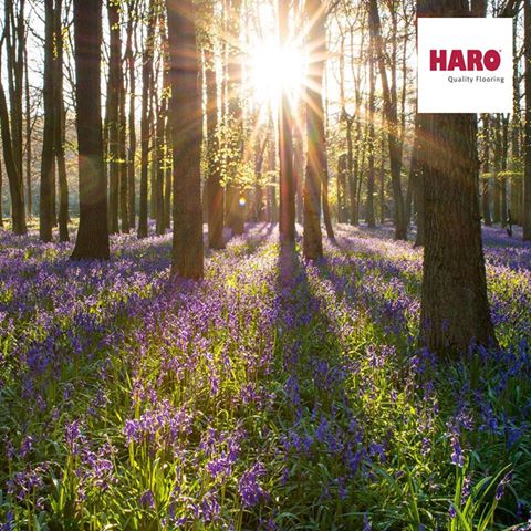 ibd_home's tweet photo. Haro padlók
A Tavaszi ébredés
https://t.co/jstkKPg9SO
#padló #laminált #parketta #construma https://t.co/Z2j67uv0gF