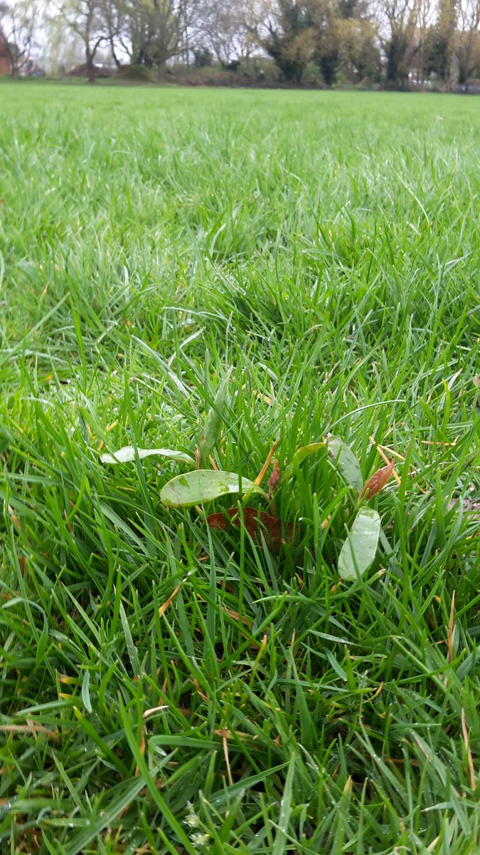 10 Points to anyone who can name these tiny weeds in the middle of the Cricket Pitch in Headstone Manor Recreation Ground. #WorkItWednesday