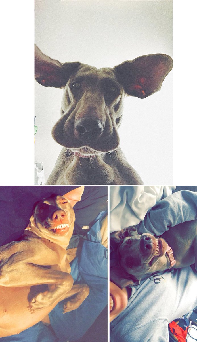 Bath Cats & Dogs Home tweet media