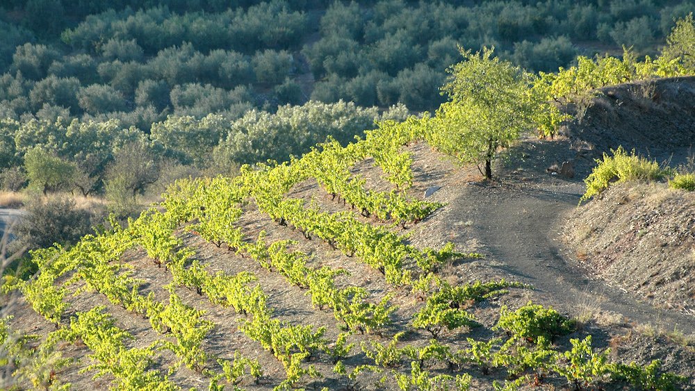 doqpriorat's tweet photo. La #garnatxa és una varietat de raïm que transmet l’essència de la terra del #Priorat: poca producció però d’un intens sabor #DOQPriorat https://t.co/5XAHWeNBp3