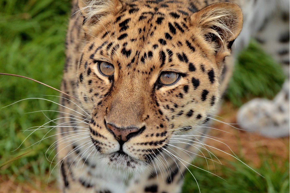 The Big Cat Sanctuary tweet media