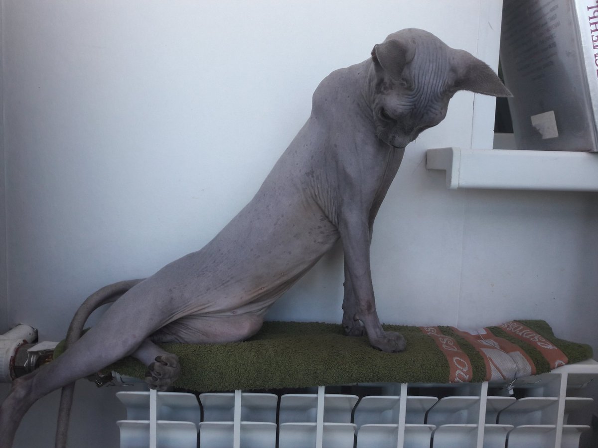 bobyakov's tweet image. Ничего особенного. Бенджамин изображает античное изваяние.