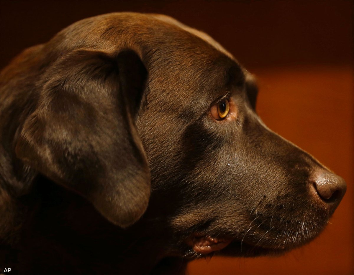 ABC's tweet photo. For the 26th year in a row, the Labrador retriever is America's most popular dog breed. https://t.co/ZB7HYY5ZYo https://t.co/QkxLRNRSQv